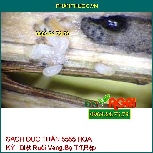 SẠCH ĐỤC THÂN 5555 HOA KỲ –Diệt Ruồi Vàng,Bọ Trĩ,Rệp cờ