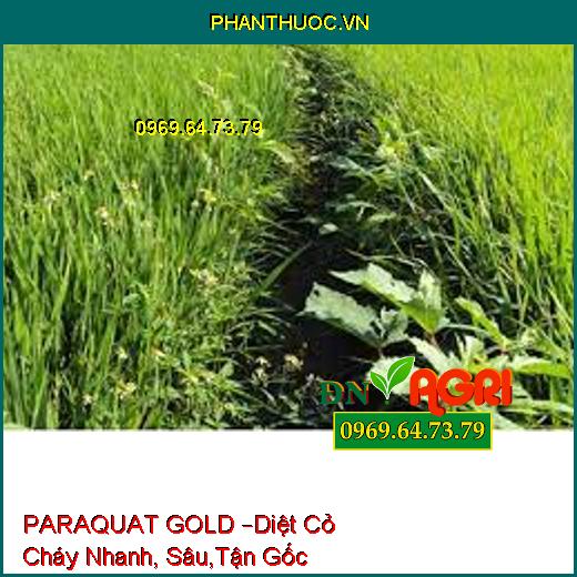 PARAQUAT GOLD –Diệt Cỏ Cháy Nhanh, Sâu,Tận Gốc