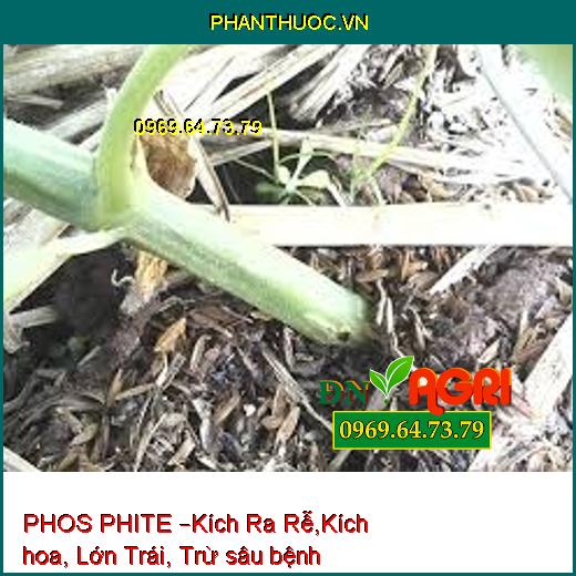 PHOS PHITE –Kích Ra Rễ,Kích hoa, Lớn Trái, Trừ sâu bệnh