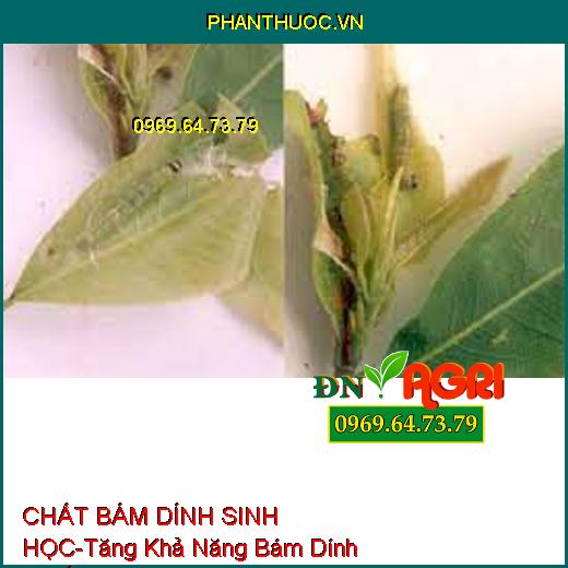 CHẤT BÁM DÍNH SINH HỌC-Tăng Khả Năng Bám Dính Thuốc