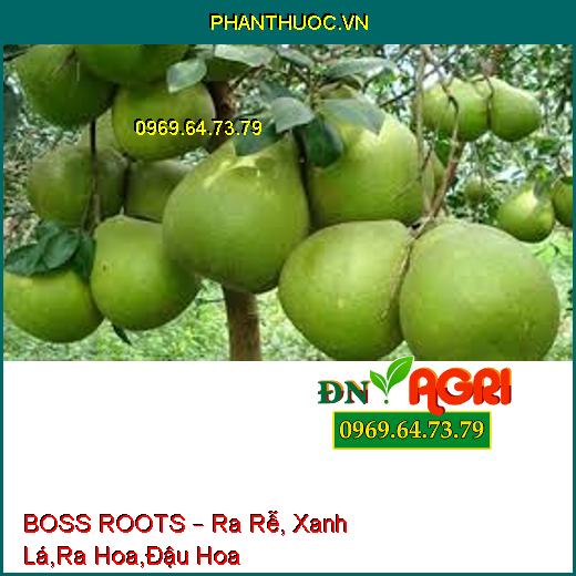 BOSS ROOTS – Ra Rễ, Xanh Lá,Ra Hoa,Đậu Hoa