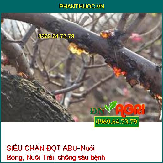 SIÊU CHẶN ĐỌT ABU–Nuôi Bông, Nuôi Trái, chống sâu bệnh