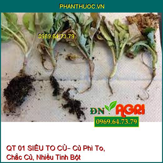 QT 01 SIÊU TO CỦ– Củ Phì To, Chắc Củ, Nhiều Tinh Bột