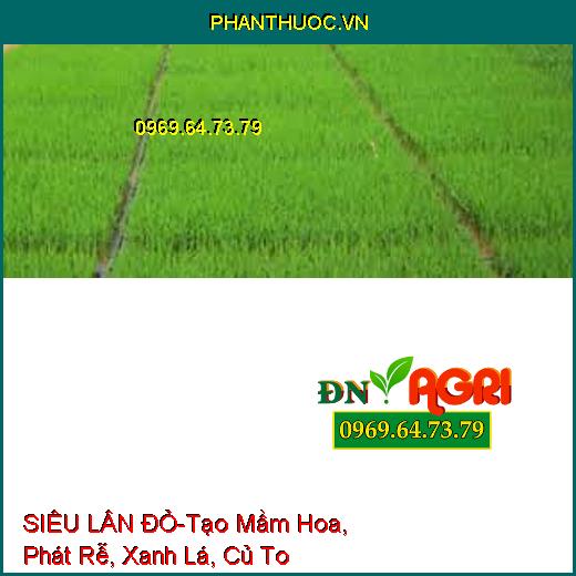 SIÊU LÂN ĐỎ-Tạo Mầm Hoa, Phát Rễ, Xanh Lá, Củ To