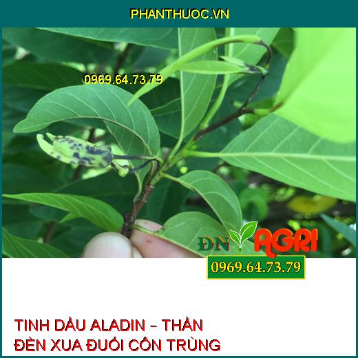 TINH DẦU ALADIN – THẦN ĐÈN XUA ĐUỔI CÔN TRÙNG