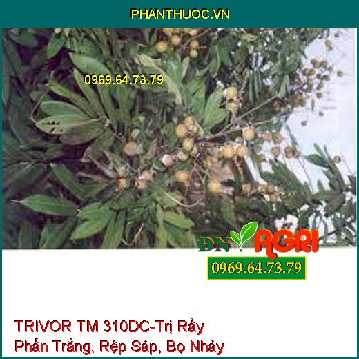 TRIVOR TM 310DC-Trị Rầy Phấn Trắng, Rệp Sáp, Bọ Nhảy