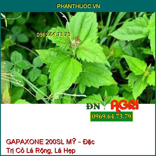 GAPAXONE 200SL MỸ – Đặc Trị Cỏ Lá Rộng, Lá Hẹp