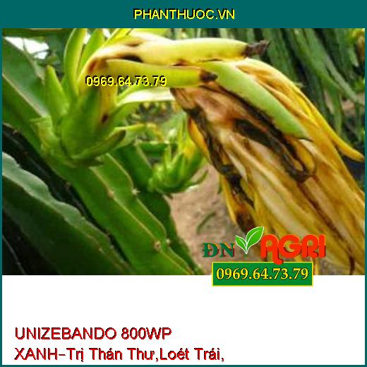 UNIZEBANDO 800WP XANH–Trị Thán Thư,Loét Trái, Sương Mai