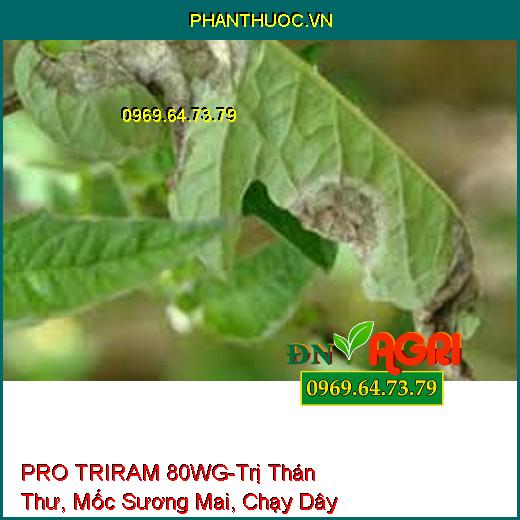 PRO TRIRAM 80WG-Trị Thán Thư, Mốc Sương Mai, Chạy D