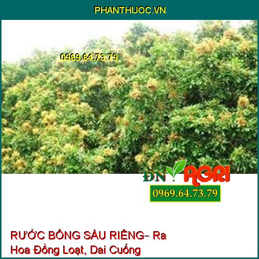 RƯỚC BÔNG SẦU RIÊNG– Ra Hoa Đồng Loạt, Dai Cuống