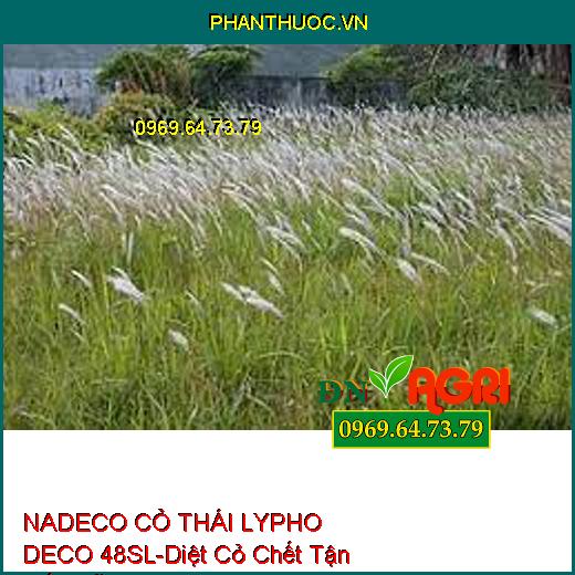 NADECO CỎ THÁI LYPHO DECO 48SL-Diệt Cỏ Chết Tận Gốc Rễ