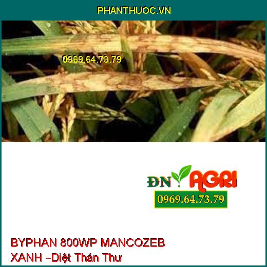 BYPHAN 800WP MANCOZEB XANH –Diệt Phấn Trắng, thán thư