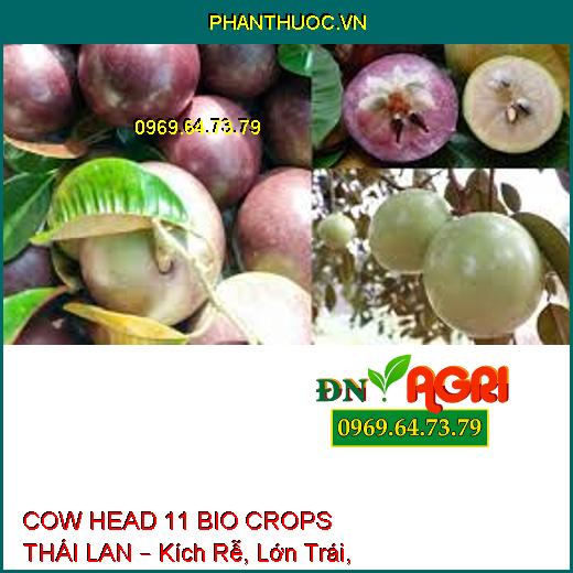 COW HEAD 11 BIO CROPS THÁI LAN – Kích Rễ, Lớn Trái, Đẹp