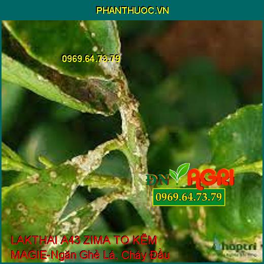 LAKTHAI A43 ZIMA TO KẼM MAGIE-Ngăn Ghẻ Lá, Cháy Đầu Lá