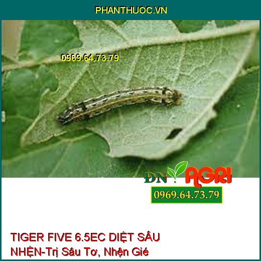 TIGER FIVE 6.5EC DIỆT SÂU NHỆN-Trị Sâu Tơ, Nhện Gié