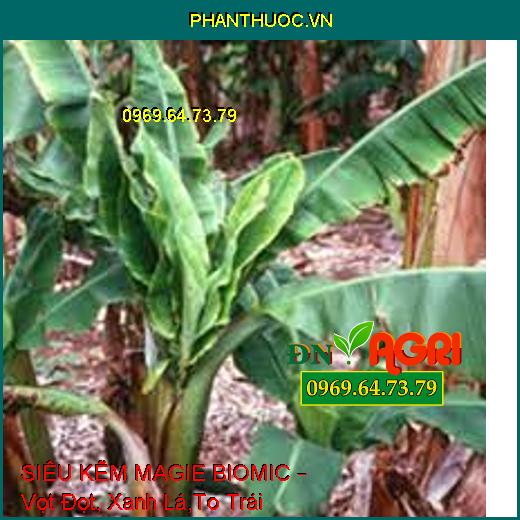 SIÊU KẼM MAGIE BIOMIC – Vọt Đọt, Xanh Lá,To Trái