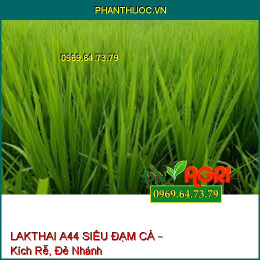 LAKTHAI A44 SIÊU ĐẠM CÁ – Kích Rễ, Đẻ Nhánh