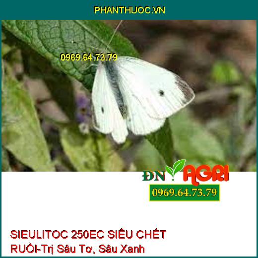 SIEULITOC 250EC SIÊU CHẾT RUỒI-Trị Sâu Tơ, Sâu Xanh