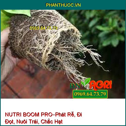 NUTRI BOOM PRO–Phát Rễ, Đi Đọt, Nuôi Trái, Chắc Hạt