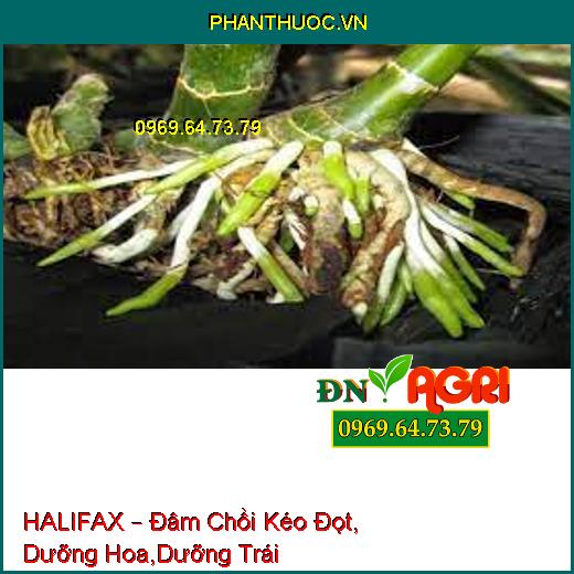 HALIFAX – Đâm Chồi Kéo Đọt, Dưỡng Hoa,Dưỡng Trái