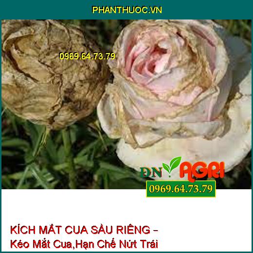 KÍCH MẮT CUA SẦU RIÊNG – Kéo Mắt Cua,Hạn Chế Nứt Trái