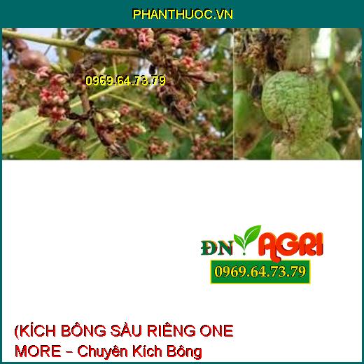 (KÍCH BÔNG SẦU RIÊNG ONE MORE – Chuyên Kích Bông