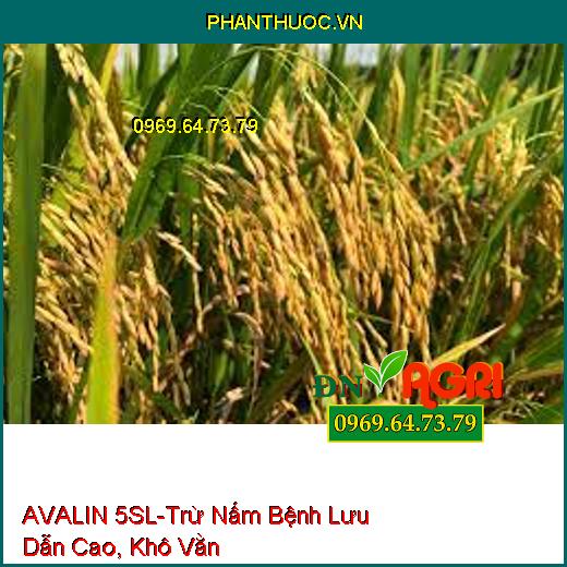 AVALIN 5SL-Trừ Nấm Bệnh Lưu Dẫn Cao, Khô Vằn