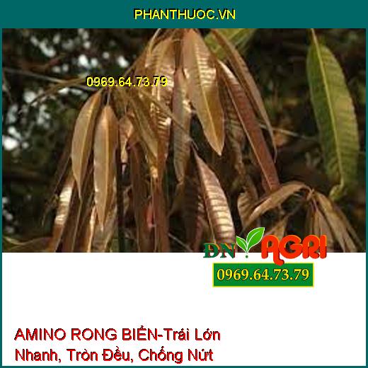 AMINO RONG BIỂN-Trái Lớn Nhanh, Tròn Đều, Chống Nứt Trái