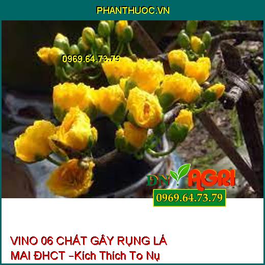 VINO 06 CHẤT GÂY RỤNG LÁ MAI ĐHCT –Kích Thích To Nụ Hoa