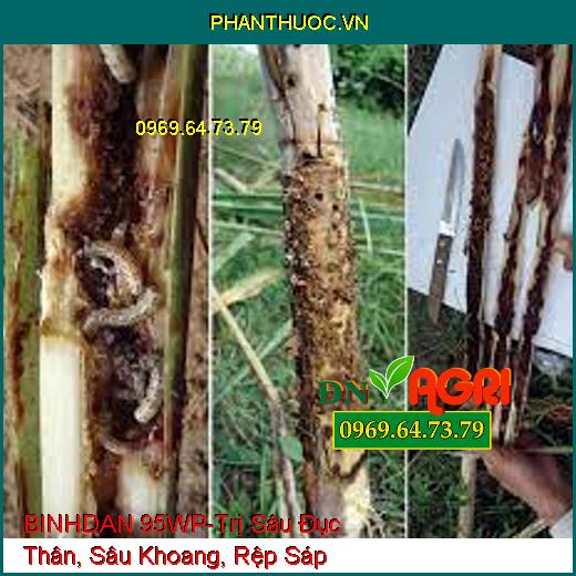 BINHDAN 95WP-Trị Sâu Đục Thân, Sâu Khoang, Rệp Sáp