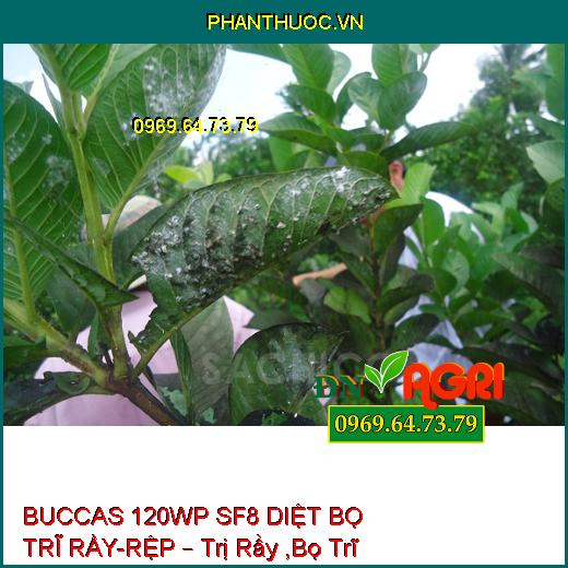 BUCCAS 120WP SF8 DIỆT BỌ TRĨ RẦY-RỆP – Trị Rầy ,Bọ Trĩ