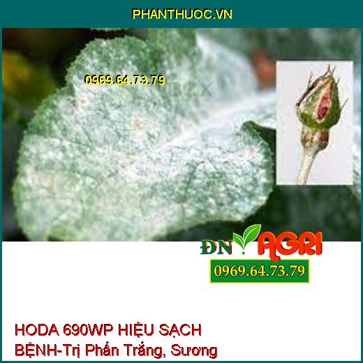 HODA 690WP HIỆU SẠCH BỆNH-Trị Phấn Trắng, Sương Mai