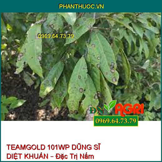 TEAMGOLD 101WP DŨNG SĨ DIỆT KHUẨN – Đặc Trị Nấm