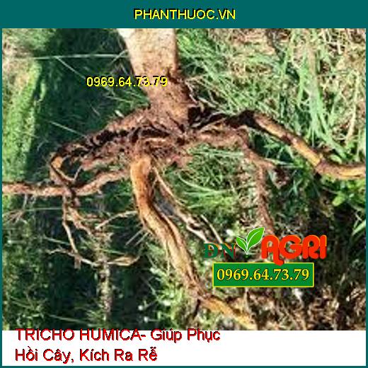 TRICHO HUMICA- Giúp Phục Hồi Cây, Kích Ra Rễ