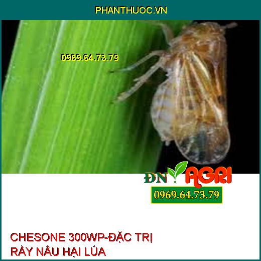 CHESONE 300WP-ĐẶC TRỊ RẦY NÂU HẠI LÚA