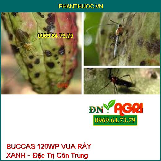 BUCCAS 120WP VUA RẦY XANH – Đặc Trị Côn Trùng Chích Hút