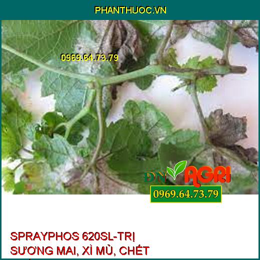 SPRAYPHOS 620SL-TRỊ SƯƠNG MAI, XÌ MỦ, CHẾT NHÁNH