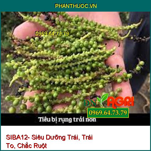 SIBA12- Siêu Dưỡng Trái, Trái To, Chắc Ruột