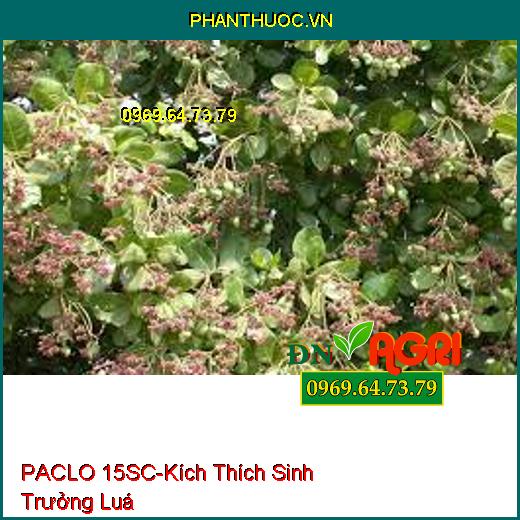 PACLO 15SC-Kích Thích Sinh Trưởng Luá