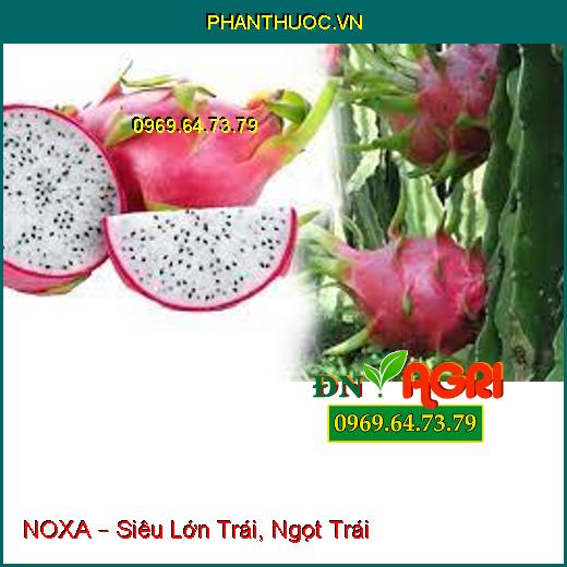 NOXA – Siêu Lớn Trái, Ngọt Trái