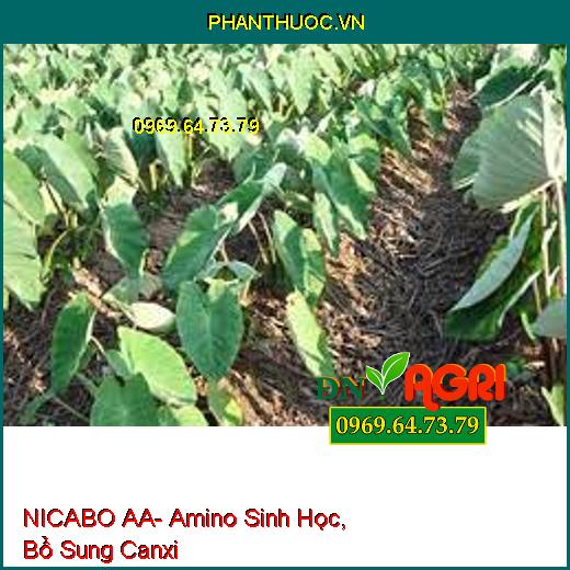 NICABO AA- Amino Sinh Học, Bổ Sung Canxi