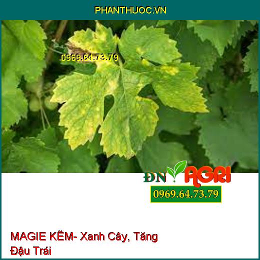 MAGIE KẼM- Xanh Cây, Tăng Đậu Trái