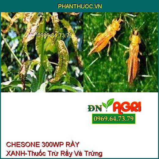 CHESONE 300WP RẦY XANH-Thuốc Trừ Rầy Và Trứng Rầy