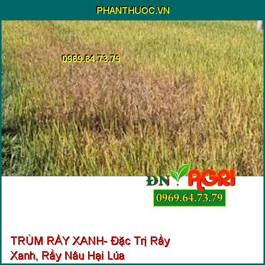 TRÙM RẦY XANH- Đặc Trị Rầy Xanh, Rầy Nâu Hại Lúa