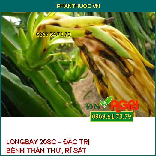 LONGBAY 20SC – ĐẶC TRỊ BỆNH THÁN THƯ, RỈ SẮT