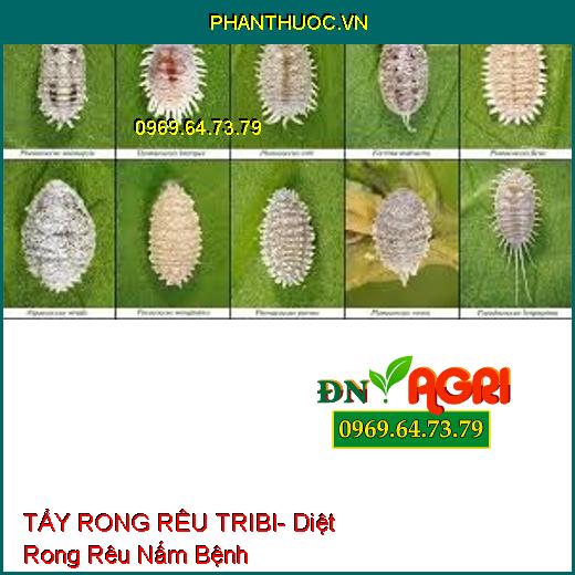 TẨY RONG RÊU TRIBI- Diệt Rong Rêu Nấm Bệnh