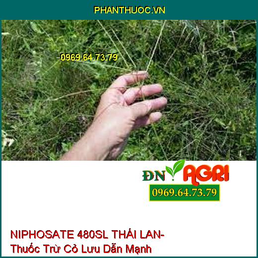 NIPHOSATE 480SL THÁI LAN- Thuốc Trừ Cỏ Lưu Dẫn Mạnh