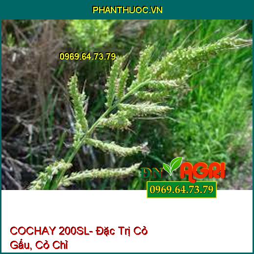 COCHAY 200SL- Đặc Trị Cỏ Gấu, Cỏ Chỉ