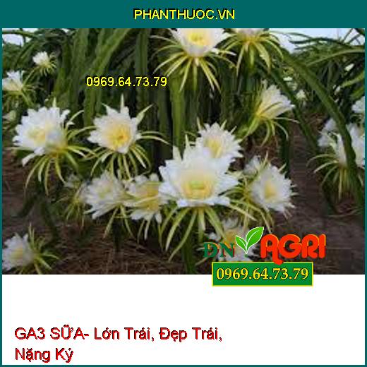 GA3 SỮA- Lớn Trái, Đẹp Trái, Nặng Ký