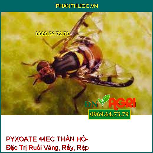 PYXOATE 44EC THẦN HỔ- Đặc Trị Ruồi Vàng, Rầy, Rệp